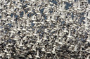 BUITEN BEELD Foto: 44777