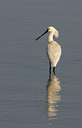 BUITEN BEELD Foto: 44784