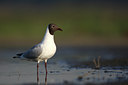 BUITEN BEELD Foto: 44851