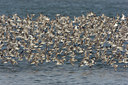 BUITEN BEELD Foto: 44897