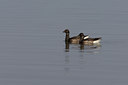 BUITEN BEELD Foto: 44902