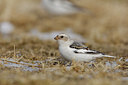 BUITEN BEELD Foto: 44903