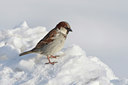 BUITEN BEELD Foto: 44910