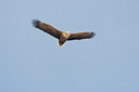 BUITEN BEELD Foto: 44920