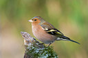 BUITEN BEELD Foto: 44931