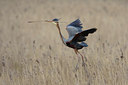 BUITEN BEELD Foto: 44963