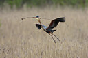 BUITEN BEELD Foto: 44964