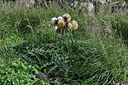 BUITEN BEELD Foto: 449004