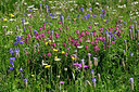 BUITEN BEELD Foto: 449011