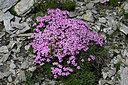 BUITEN BEELD Foto: 449016