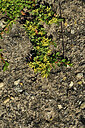 BUITEN BEELD Foto: 449039