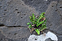 BUITEN BEELD Foto: 449041