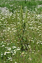 BUITEN BEELD Foto: 449046