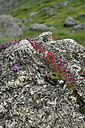 BUITEN BEELD Foto: 449059