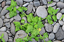 BUITEN BEELD Foto: 449074