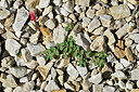 BUITEN BEELD Foto: 449076