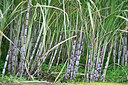 BUITEN BEELD Foto: 449092