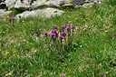 BUITEN BEELD Foto: 449106