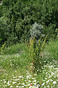 BUITEN BEELD Foto: 449119