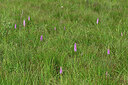 BUITEN BEELD Foto: 449136