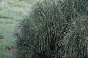 BUITEN BEELD Foto: 449149