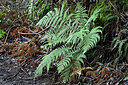 BUITEN BEELD Foto: 449178