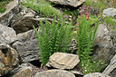 BUITEN BEELD Foto: 449186