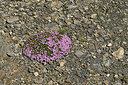 BUITEN BEELD Foto: 449208