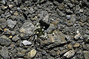 BUITEN BEELD Foto: 449214