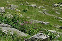 BUITEN BEELD Foto: 449215