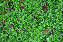 BUITEN BEELD Foto: 449218