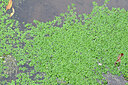 BUITEN BEELD Foto: 449231