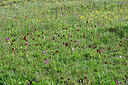 BUITEN BEELD Foto: 449251