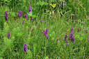 BUITEN BEELD Foto: 449265