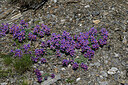 BUITEN BEELD Foto: 449315
