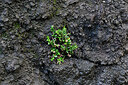 BUITEN BEELD Foto: 449325