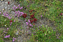 BUITEN BEELD Foto: 449337