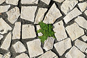 BUITEN BEELD Foto: 449338