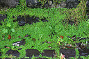 BUITEN BEELD Foto: 449426