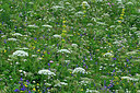 BUITEN BEELD Foto: 449432