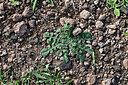BUITEN BEELD Foto: 449439