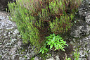 BUITEN BEELD Foto: 449518