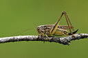 BUITEN BEELD Foto: 449581