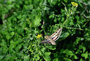 BUITEN BEELD Foto: 449583