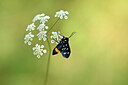 BUITEN BEELD Foto: 449591