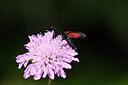 BUITEN BEELD Foto: 449594