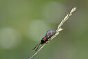 BUITEN BEELD Foto: 449601