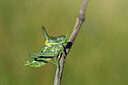 BUITEN BEELD Foto: 449610