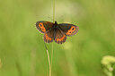 BUITEN BEELD Foto: 449614