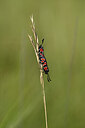 BUITEN BEELD Foto: 449617